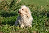 PTIT BASSET GRIFFON V.  018